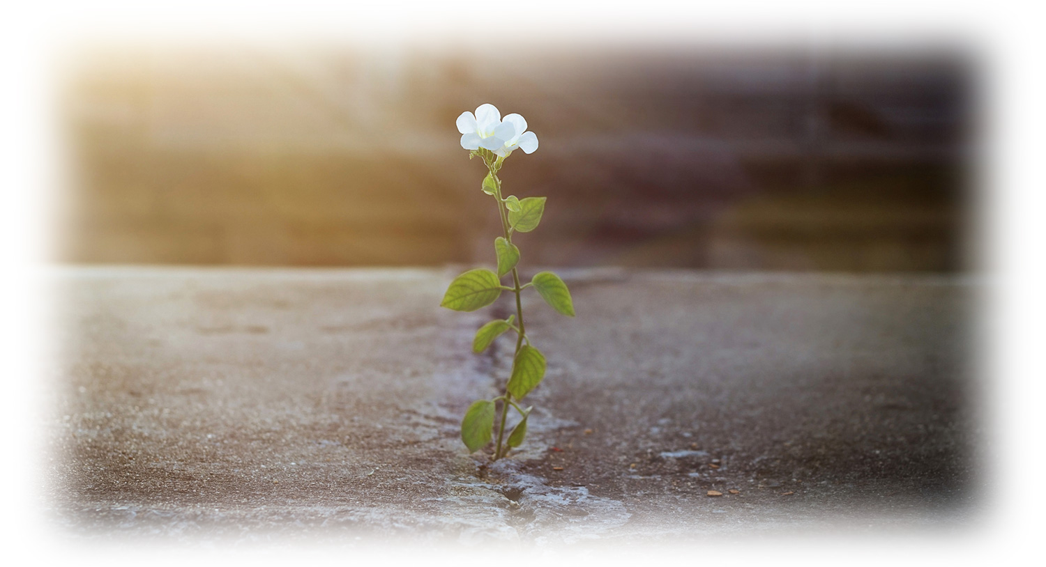 anderson psychological services flower metaphor for healing